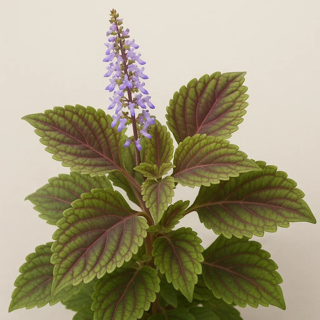 Coleus forskohlii
